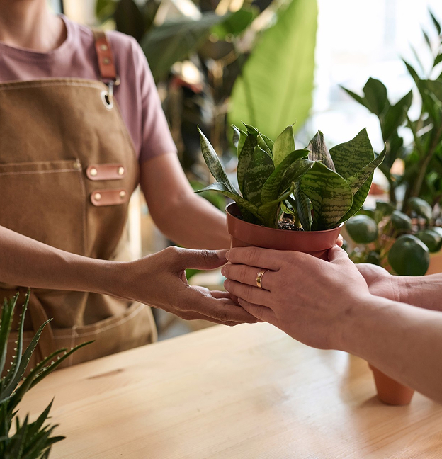 Vente de plantes d'intérieur et d'extérieur à Toulouse (31)
